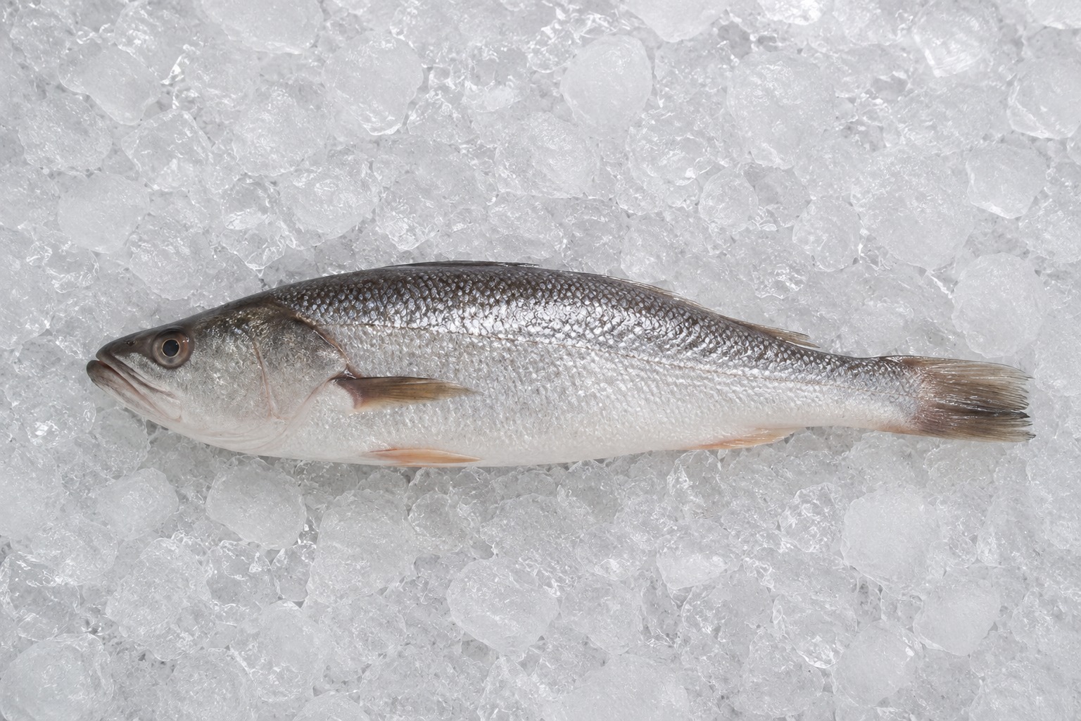 Pescadilla